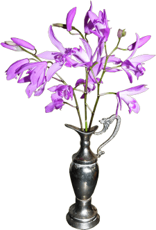 Orchidée Violettes Fleurs Bienvenue Agence Digitale